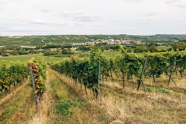 vinhos-terroir